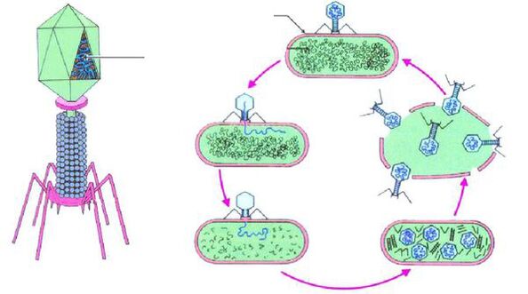 bacteriófagos contra la cistitis